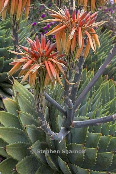 aloe polyphylla 3 graphic